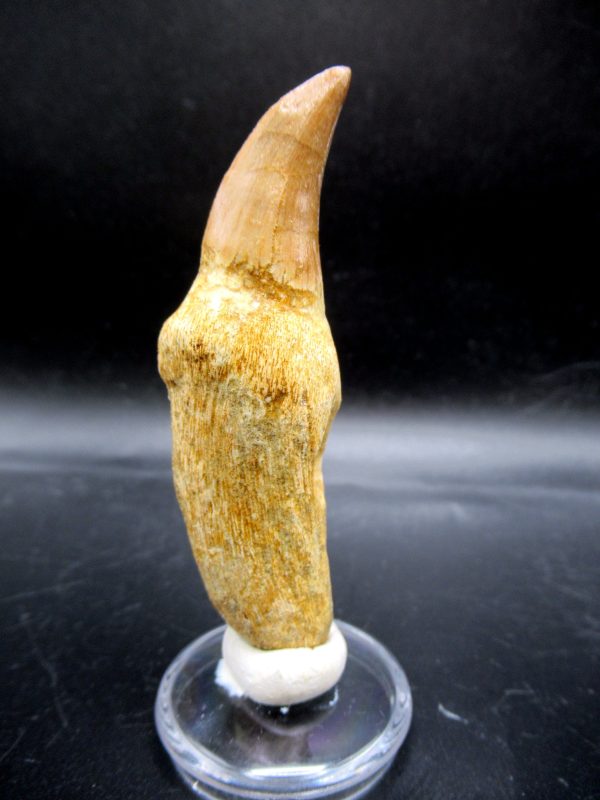 Prognathodon anceps Mosasaurus Tooth #18 - Image 5