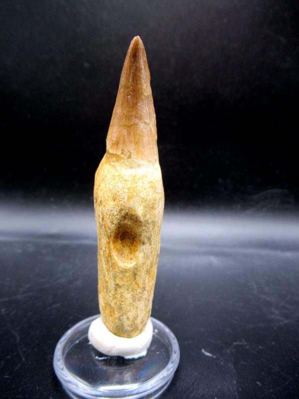 Prognathodon anceps Mosasaurus Tooth #18 - Image 4