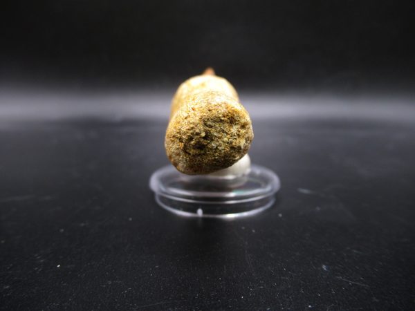 Prognathodon anceps Mosasaurus Tooth #18 - Image 3