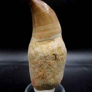 Prognathodon anceps Mosasaurus Tooth #19