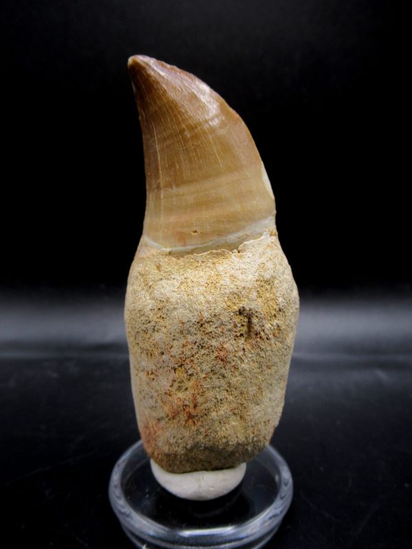 Prognathodon anceps Mosasaurus Tooth #19