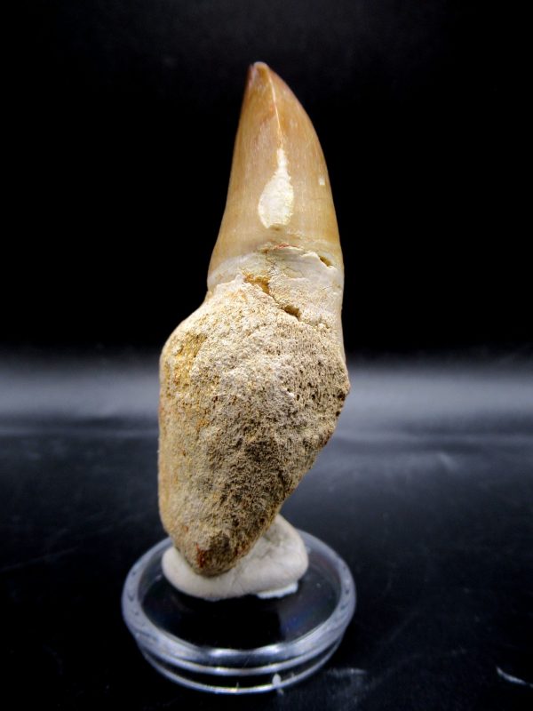 Prognathodon anceps Mosasaurus Tooth #19 - Image 2