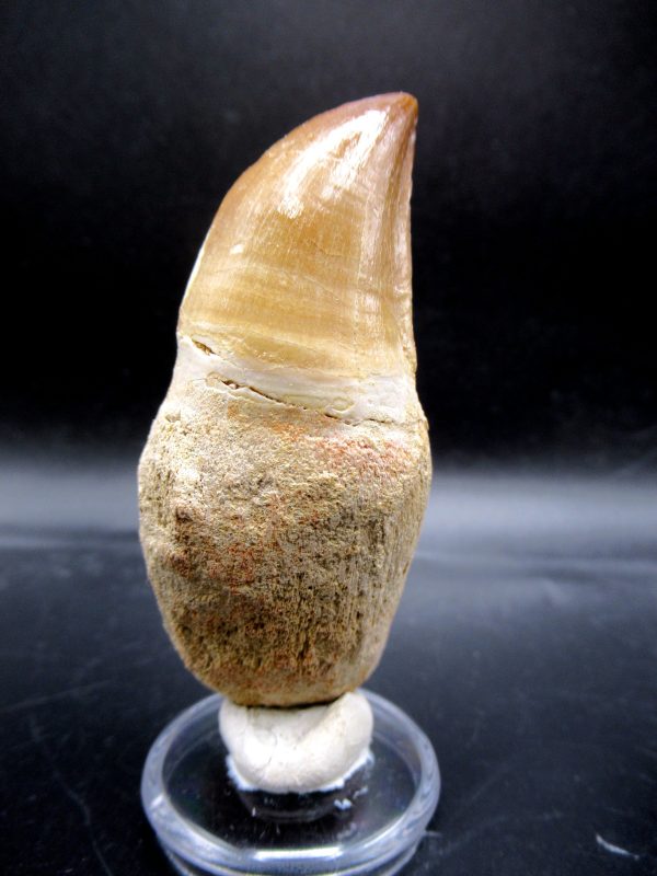 Prognathodon anceps Mosasaurus Tooth #19 - Image 5