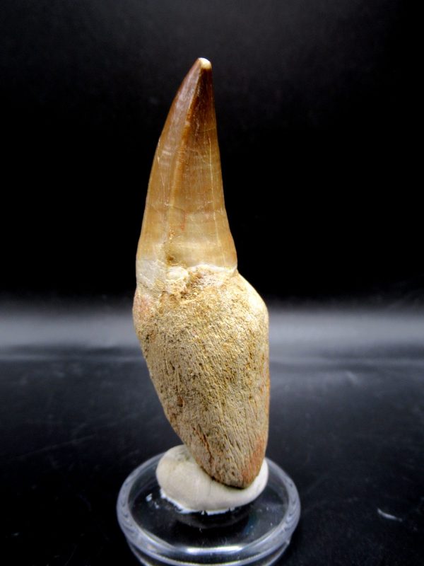 Prognathodon anceps Mosasaurus Tooth #19 - Image 4