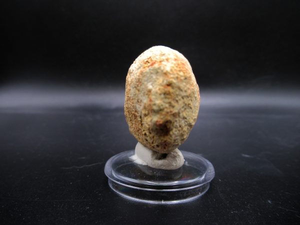 Prognathodon anceps Mosasaurus Tooth #19 - Image 3