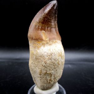 Prognathodon anceps Mosasaurus Tooth #20