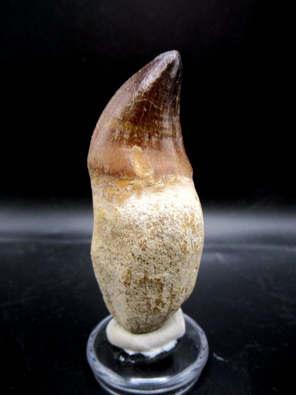 Prognathodon anceps Mosasaurus Tooth #20