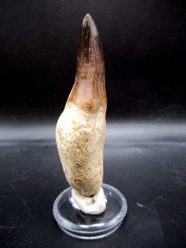 Prognathodon anceps Mosasaurus Tooth #20 - Image 2