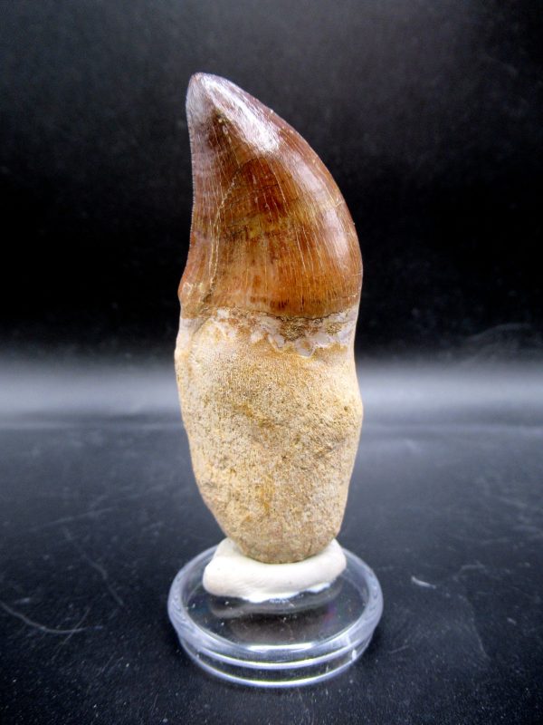 Prognathodon anceps Mosasaurus Tooth #20 - Image 5