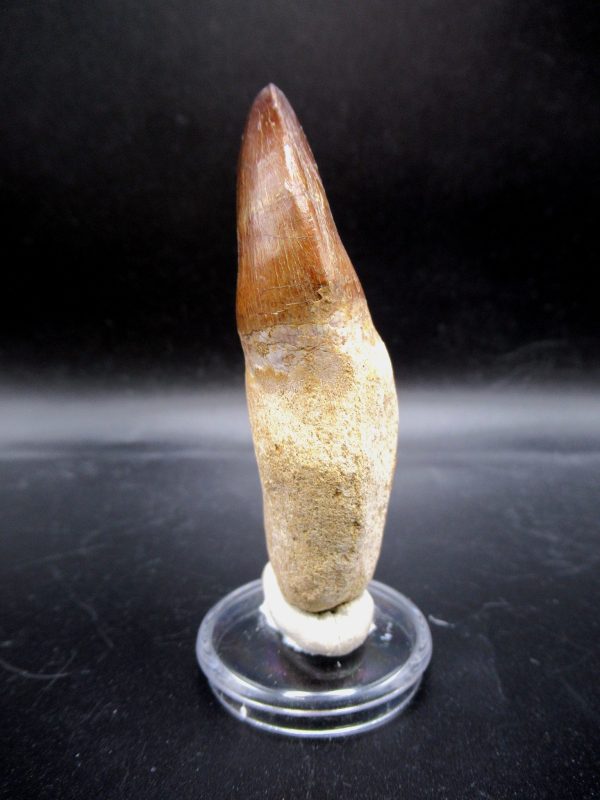Prognathodon anceps Mosasaurus Tooth #20 - Image 4