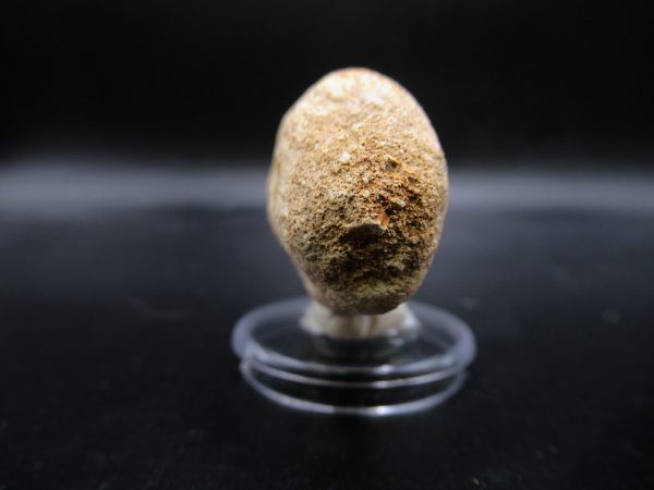 Prognathodon anceps Mosasaurus Tooth #20 - Image 3