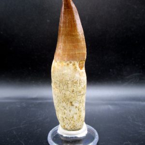 Prognathodon anceps Mosasaurus Tooth #21