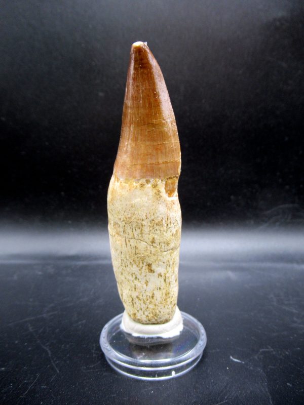 Prognathodon anceps Mosasaurus Tooth #21
