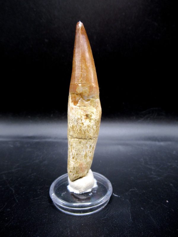 Prognathodon anceps Mosasaurus Tooth #21 - Image 2
