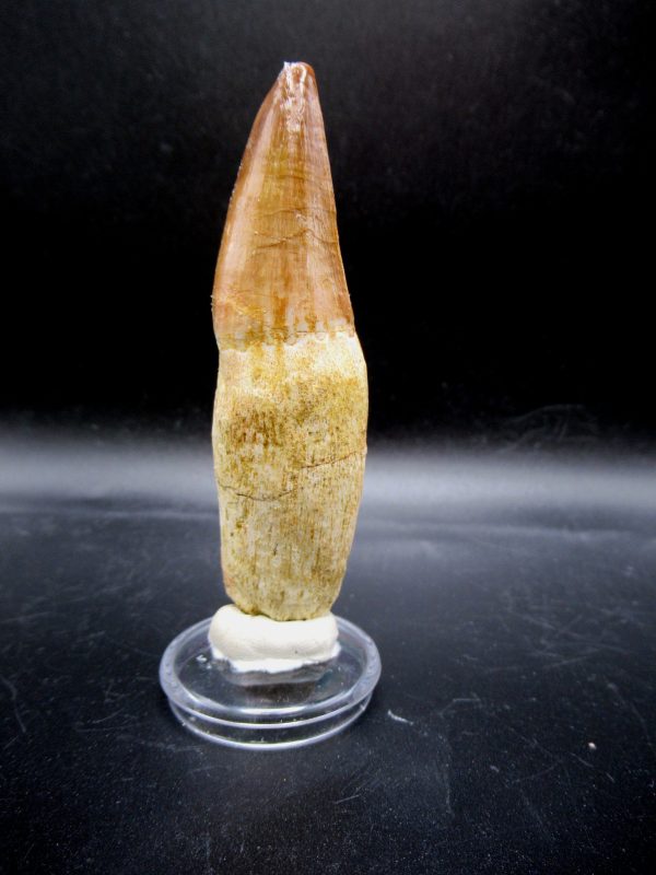 Prognathodon anceps Mosasaurus Tooth #21 - Image 5