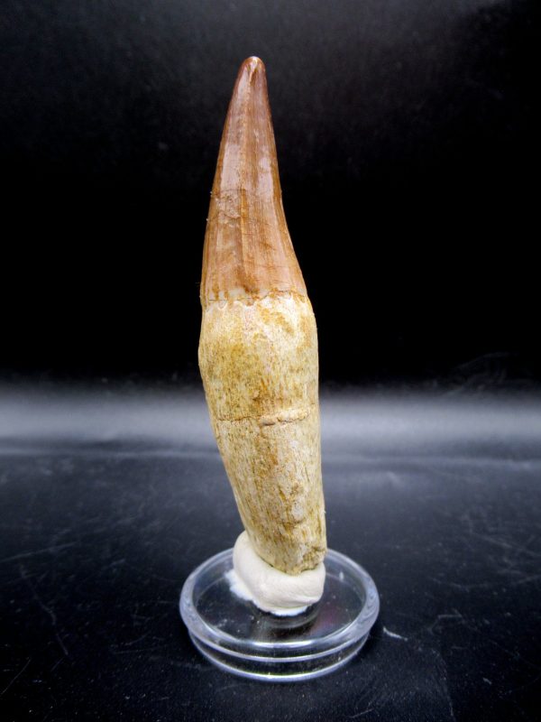 Prognathodon anceps Mosasaurus Tooth #21 - Image 4