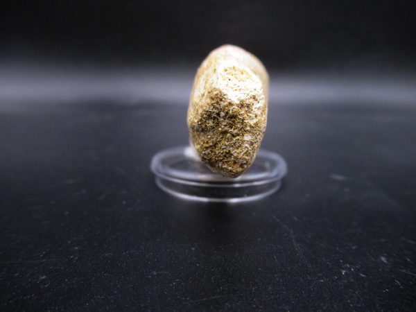 Prognathodon anceps Mosasaurus Tooth #21 - Image 3