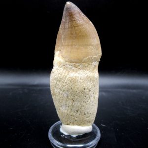 Prognathodon anceps Mosasaurus Tooth #22