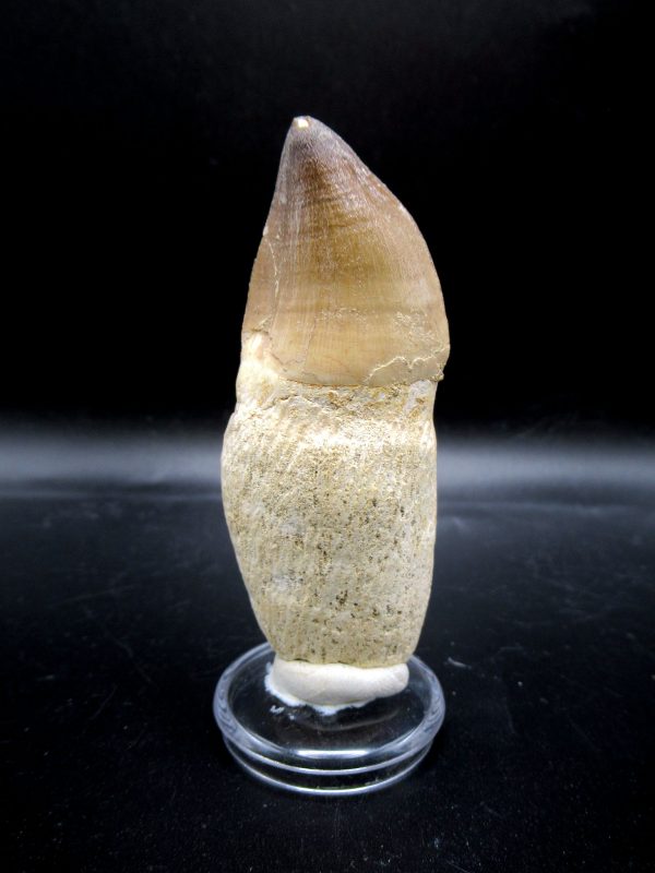 Prognathodon anceps Mosasaurus Tooth #22