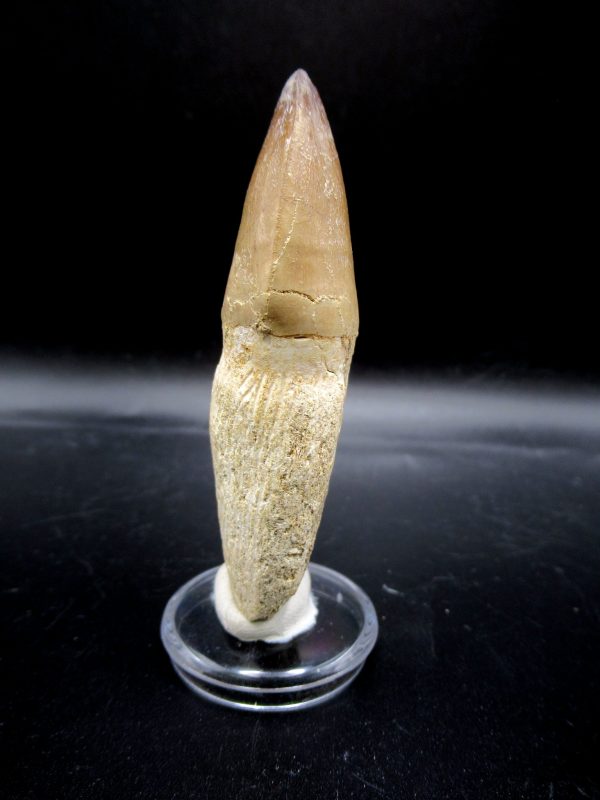 Prognathodon anceps Mosasaurus Tooth #22 - Image 2