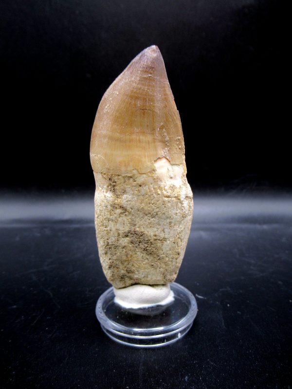 Prognathodon anceps Mosasaurus Tooth #22 - Image 5