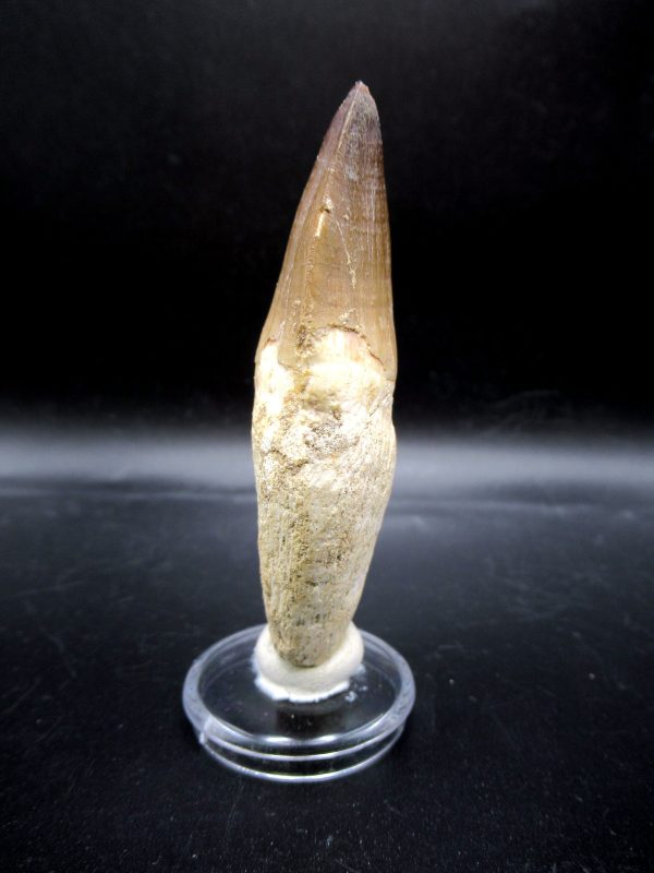 Prognathodon anceps Mosasaurus Tooth #22 - Image 4