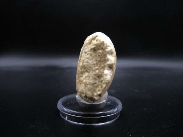 Prognathodon anceps Mosasaurus Tooth #22 - Image 3