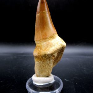 Prognathodon anceps Mosasaurus Tooth #23