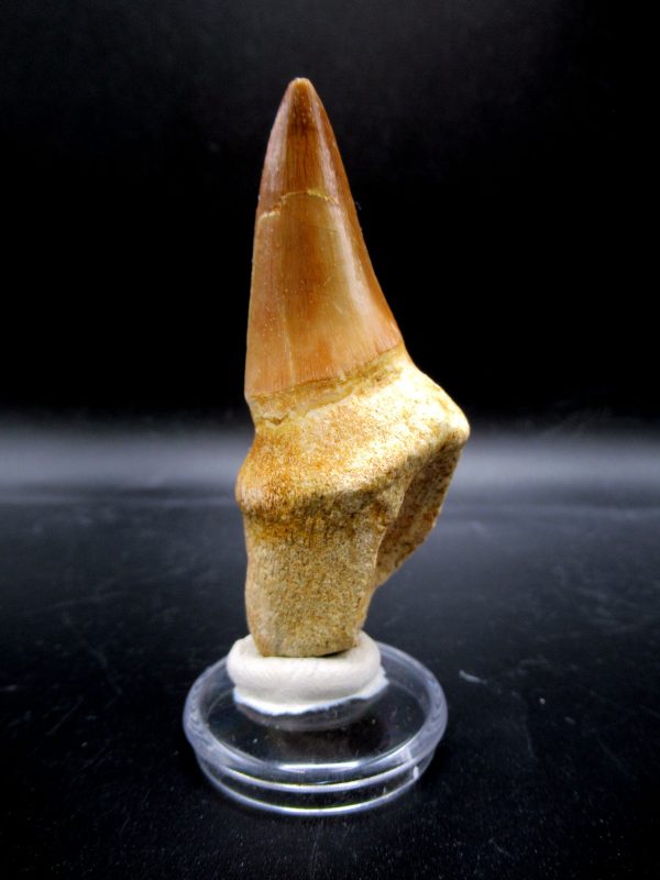 Prognathodon anceps Mosasaurus Tooth #23