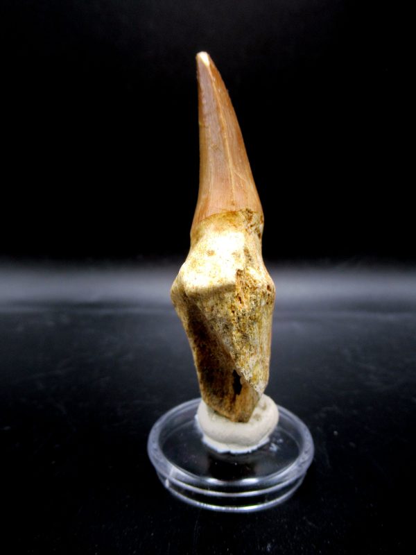 Prognathodon anceps Mosasaurus Tooth #23 - Image 2