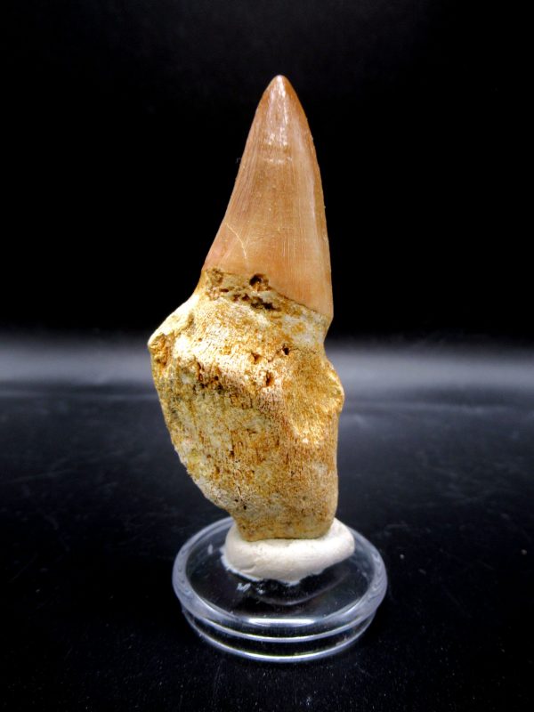 Prognathodon anceps Mosasaurus Tooth #23 - Image 5