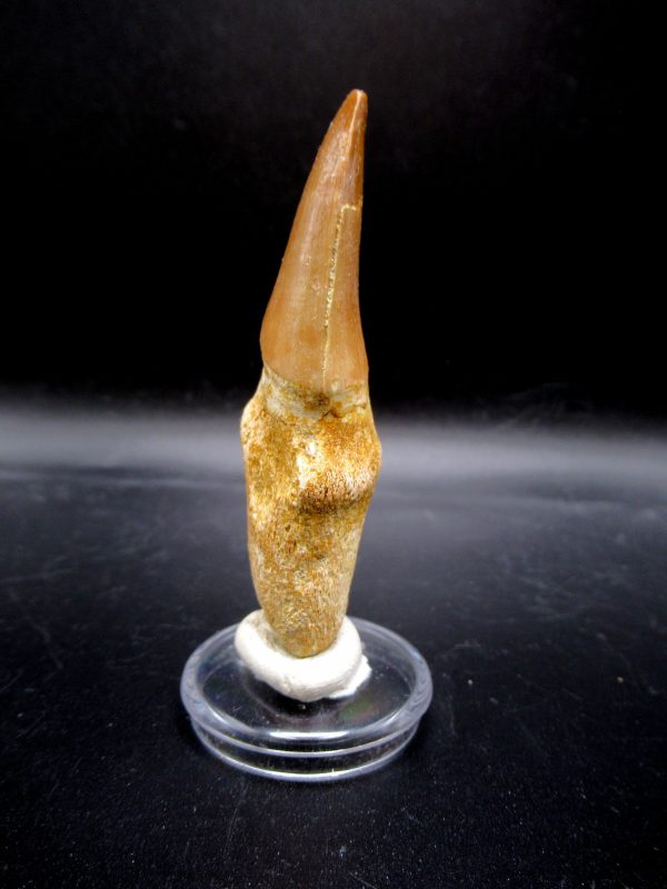 Prognathodon anceps Mosasaurus Tooth #23 - Image 4