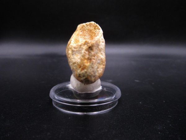 Prognathodon anceps Mosasaurus Tooth #23 - Image 3