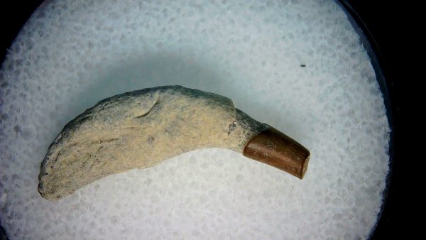 Lee Creek Miocene Porpoise (Cetacean) Tooth for Sale #1