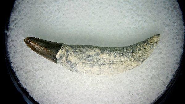 Lee Creek Miocene Porpoise (Cetacean) Tooth for Sale #10
