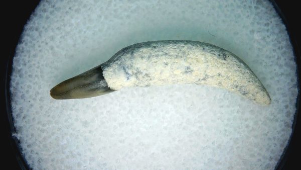 Lee Creek Miocene Porpoise (Cetacean) Tooth for Sale #10 - Image 2