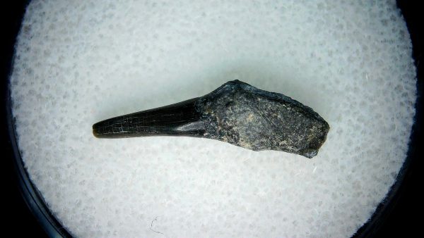 Lee Creek Miocene Porpoise (Cetacean) Tooth for Sale #11