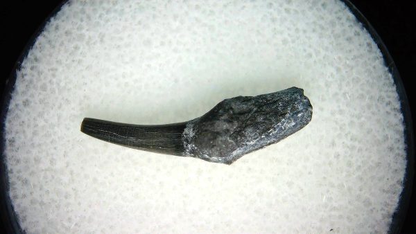 Lee Creek Miocene Porpoise (Cetacean) Tooth for Sale #11 - Image 2