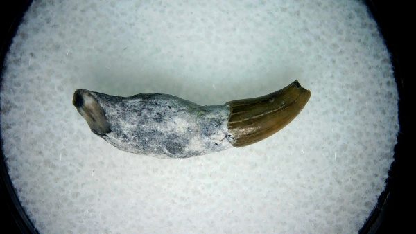 Lee Creek Miocene Porpoise (Cetacean) Tooth for Sale #12 - Image 2