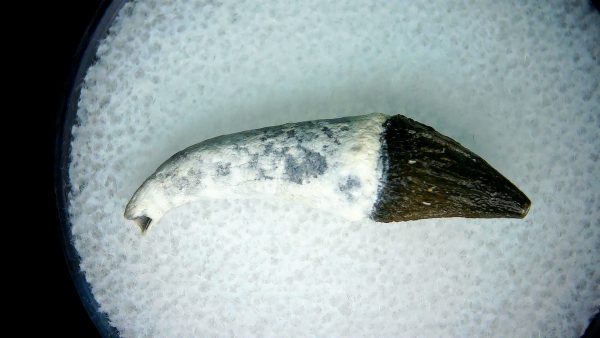 Lee Creek Miocene Porpoise (Cetacean) Tooth for Sale #13