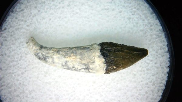 Lee Creek Miocene Porpoise (Cetacean) Tooth for Sale #13 - Image 2