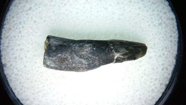 Lee Creek Miocene Porpoise (Cetacean) Tooth for Sale #14