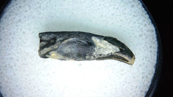 Lee Creek Miocene Porpoise (Cetacean) Tooth for Sale #14 - Image 2