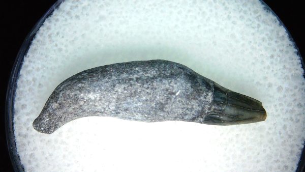 Lee Creek Miocene Porpoise (Cetacean) Tooth for Sale #15