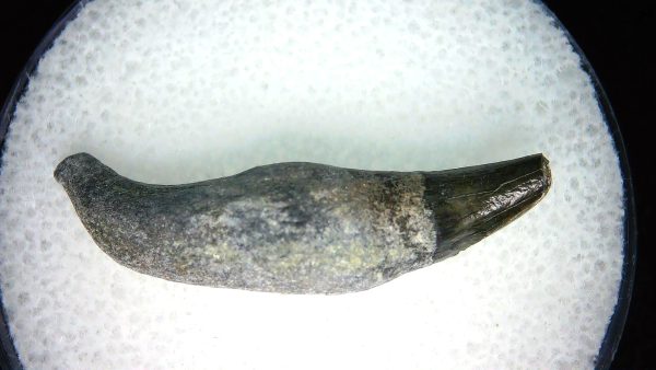 Lee Creek Miocene Porpoise (Cetacean) Tooth for Sale #15 - Image 2