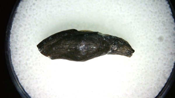 Lee Creek Miocene Porpoise (Cetacean) Tooth for Sale #16