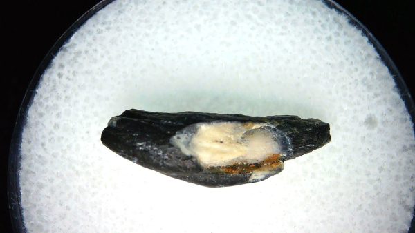 Lee Creek Miocene Porpoise (Cetacean) Tooth for Sale #16 - Image 2