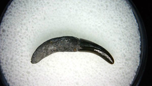 Lee Creek Miocene Porpoise (Cetacean) Tooth for Sale #17