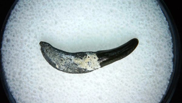 Lee Creek Miocene Porpoise (Cetacean) Tooth for Sale #17 - Image 2