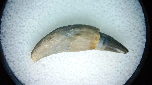 Lee Creek Miocene Porpoise (Cetacean) Tooth for Sale #18